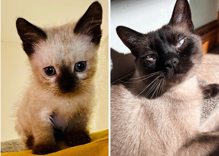 38 Before-And-After Photos Of Kittens Who Took ‘Growing Up’ Very Seriously 38 Before-And-After Photos Of Kittens Who Took ‘Growing Up’ Very Seriously