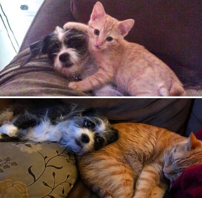 38 Before-And-After Photos Of Kittens Who Took ‘Growing Up’ Very Seriously 38 Before-And-After Photos Of Kittens Who Took ‘Growing Up’ Very Seriously