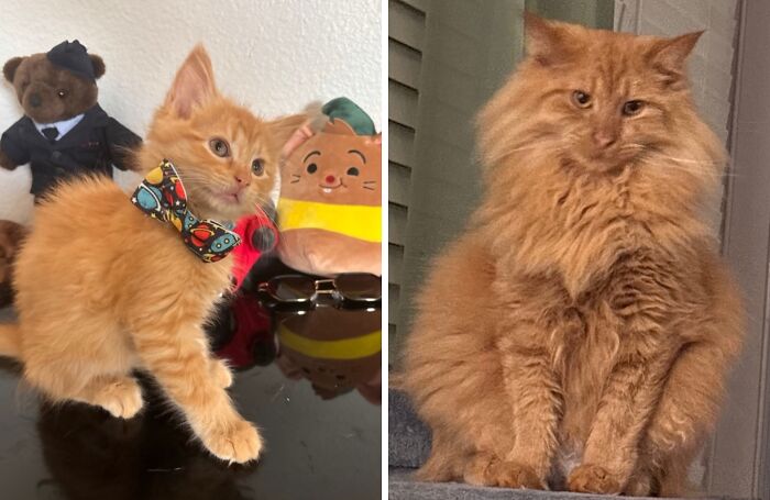38 Before-And-After Photos Of Kittens Who Took ‘Growing Up’ Very Seriously 38 Before-And-After Photos Of Kittens Who Took ‘Growing Up’ Very Seriously