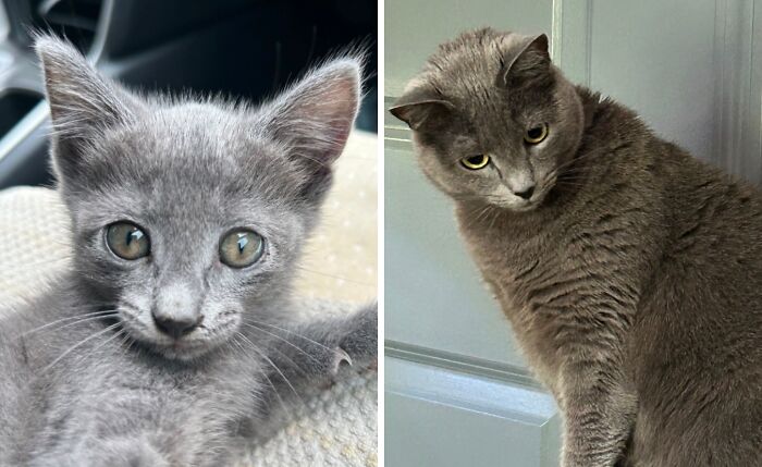 38 Before-And-After Photos Of Kittens Who Took ‘Growing Up’ Very Seriously 38 Before-And-After Photos Of Kittens Who Took ‘Growing Up’ Very Seriously