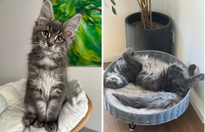 38 Before-And-After Photos Of Kittens Who Took ‘Growing Up’ Very Seriously 38 Before-And-After Photos Of Kittens Who Took ‘Growing Up’ Very Seriously