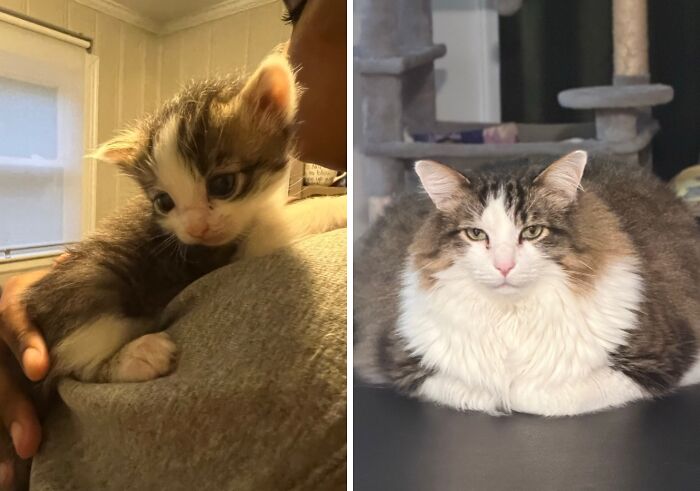 38 Before-And-After Photos Of Kittens Who Took ‘Growing Up’ Very Seriously 38 Before-And-After Photos Of Kittens Who Took ‘Growing Up’ Very Seriously
