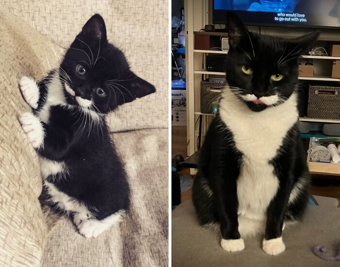 38 Before-And-After Photos Of Kittens Who Took ‘Growing Up’ Very Seriously 38 Before-And-After Photos Of Kittens Who Took ‘Growing Up’ Very Seriously