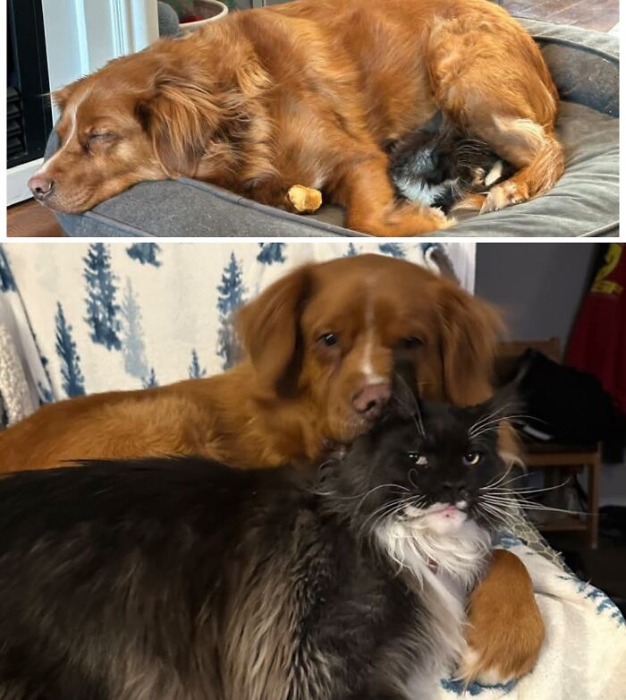 38 Before-And-After Photos Of Kittens Who Took ‘Growing Up’ Very Seriously 38 Before-And-After Photos Of Kittens Who Took ‘Growing Up’ Very Seriously