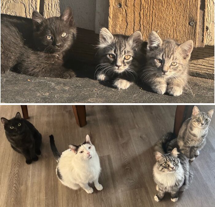 38 Before-And-After Photos Of Kittens Who Took ‘Growing Up’ Very Seriously 38 Before-And-After Photos Of Kittens Who Took ‘Growing Up’ Very Seriously