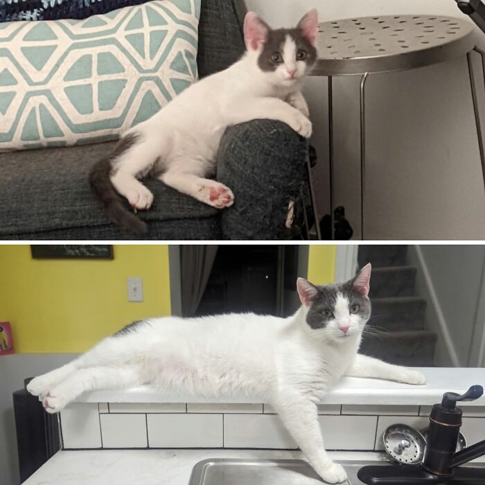 38 Before-And-After Photos Of Kittens Who Took ‘Growing Up’ Very Seriously 38 Before-And-After Photos Of Kittens Who Took ‘Growing Up’ Very Seriously