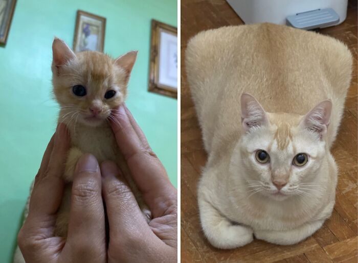 38 Before-And-After Photos Of Kittens Who Took ‘Growing Up’ Very Seriously 38 Before-And-After Photos Of Kittens Who Took ‘Growing Up’ Very Seriously