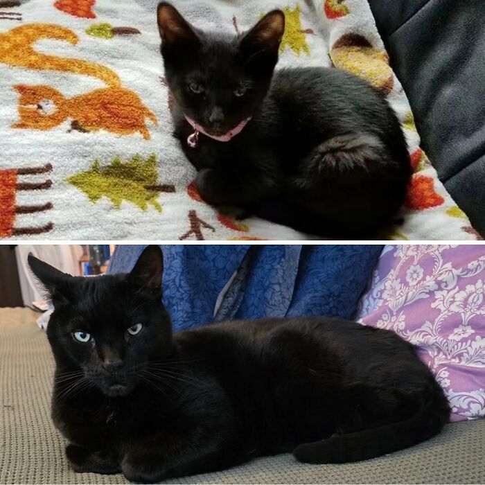 38 Before-And-After Photos Of Kittens Who Took ‘Growing Up’ Very Seriously 38 Before-And-After Photos Of Kittens Who Took ‘Growing Up’ Very Seriously