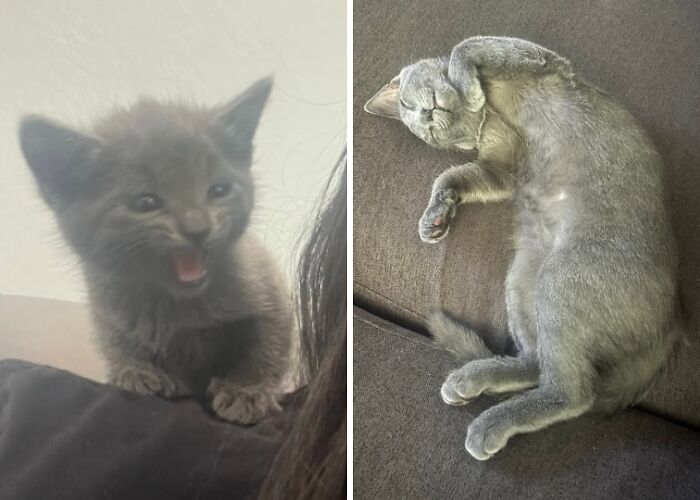 38 Before-And-After Photos Of Kittens Who Took ‘Growing Up’ Very Seriously 38 Before-And-After Photos Of Kittens Who Took ‘Growing Up’ Very Seriously