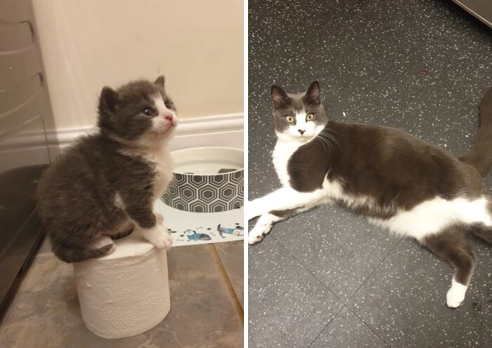 38 Before-And-After Photos Of Kittens Who Took ‘Growing Up’ Very Seriously 38 Before-And-After Photos Of Kittens Who Took ‘Growing Up’ Very Seriously