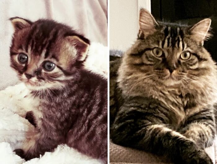 38 Before-And-After Photos Of Kittens Who Took ‘Growing Up’ Very Seriously 38 Before-And-After Photos Of Kittens Who Took ‘Growing Up’ Very Seriously