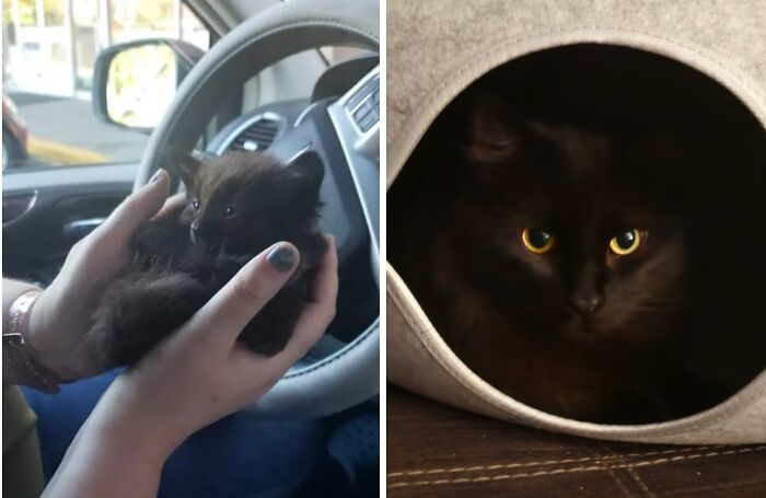 38 Before-And-After Photos Of Kittens Who Took ‘Growing Up’ Very Seriously 38 Before-And-After Photos Of Kittens Who Took ‘Growing Up’ Very Seriously