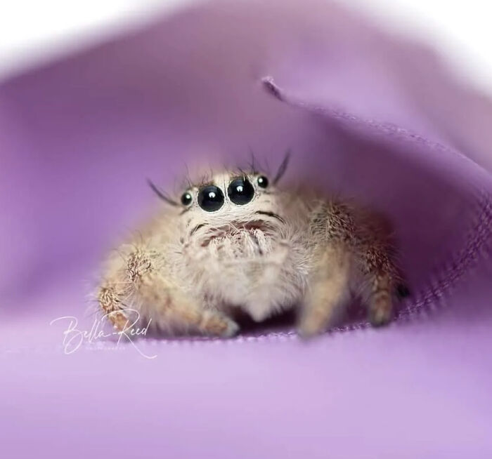 These Adorable Jumping Spider Behaviors Might Completely Change How You See Spiders