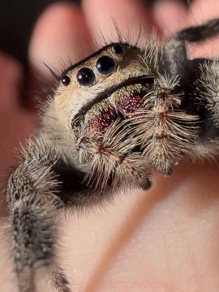 These Adorable Jumping Spider Behaviors Might Completely Change How You See Spiders