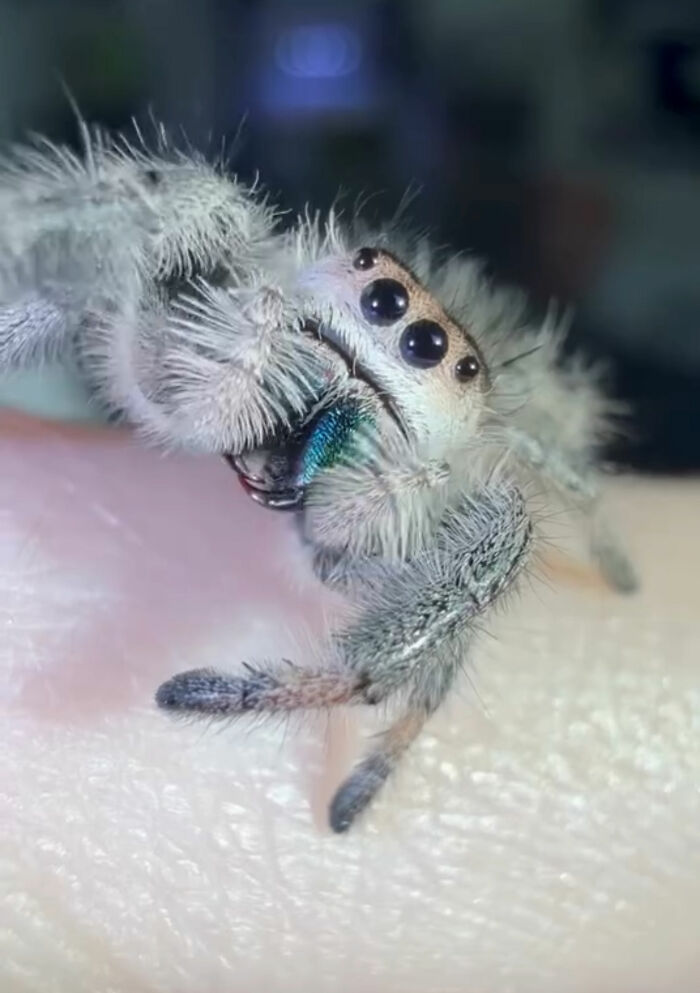These Adorable Jumping Spider Behaviors Might Completely Change How You See Spiders