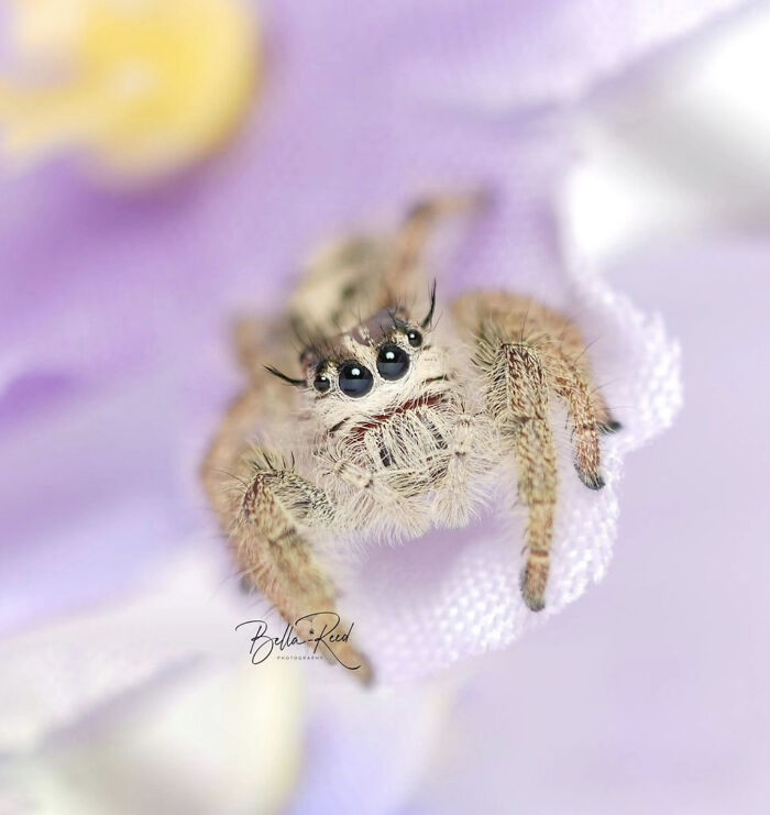 These Adorable Jumping Spider Behaviors Might Completely Change How You See Spiders
