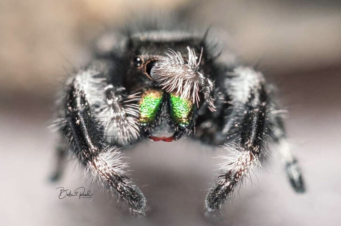 These Adorable Jumping Spider Behaviors Might Completely Change How You See Spiders