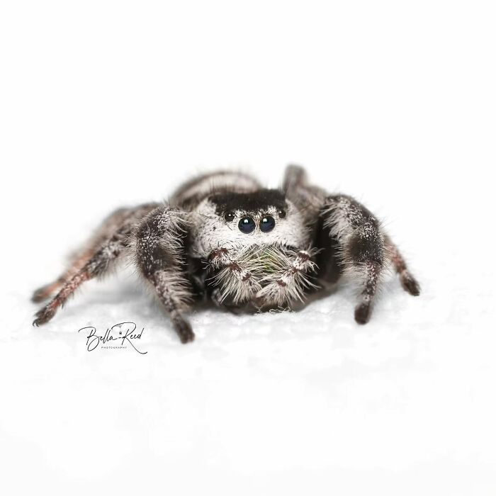 These Adorable Jumping Spider Behaviors Might Completely Change How You See Spiders