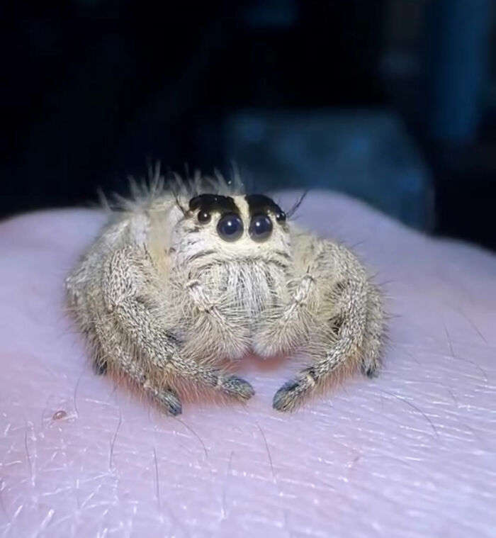 These Adorable Jumping Spider Behaviors Might Completely Change How You See Spiders