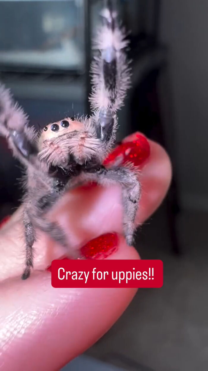 These Adorable Jumping Spider Behaviors Might Completely Change How You See Spiders