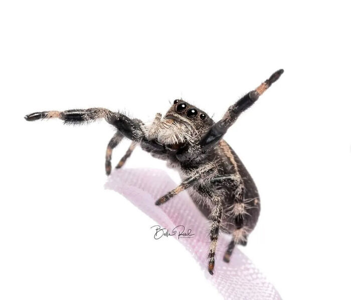 These Adorable Jumping Spider Behaviors Might Completely Change How You See Spiders