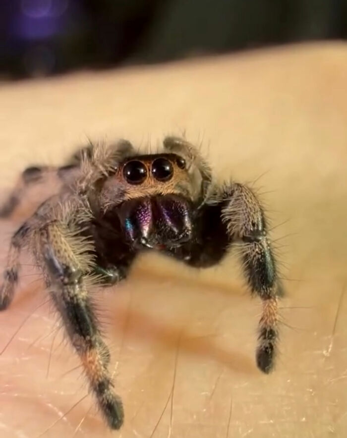 These Adorable Jumping Spider Behaviors Might Completely Change How You See Spiders