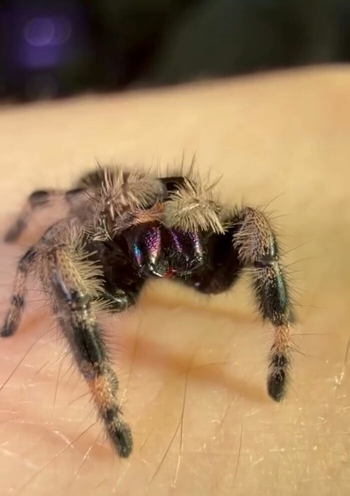These Adorable Jumping Spider Behaviors Might Completely Change How You See Spiders