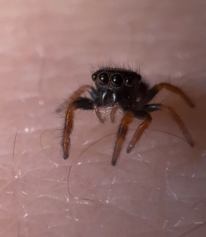 These Adorable Jumping Spider Behaviors Might Completely Change How You See Spiders