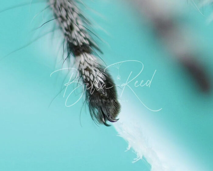 These Adorable Jumping Spider Behaviors Might Completely Change How You See Spiders