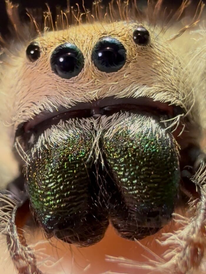 These Adorable Jumping Spider Behaviors Might Completely Change How You See Spiders