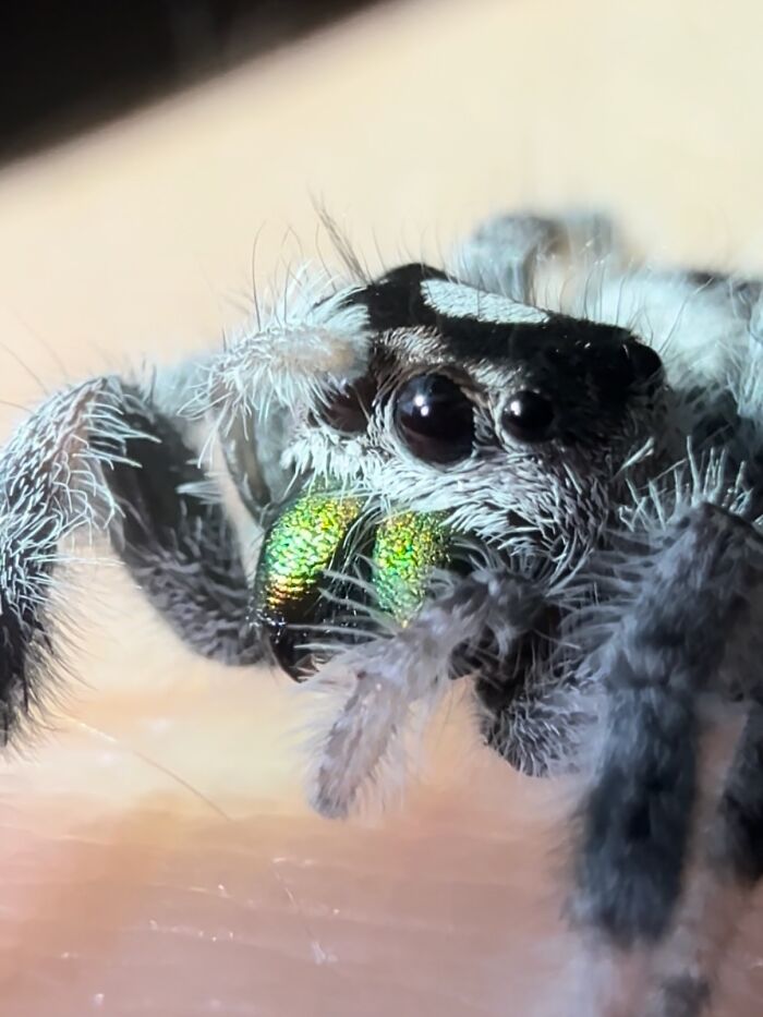 These Adorable Jumping Spider Behaviors Might Completely Change How You See Spiders