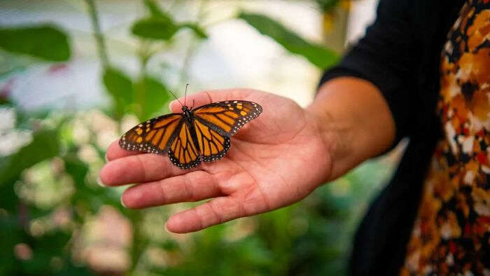 Wisconsin&rsquo;s Prison Butterfly Program Is Helping Save Monarch Butterflies, All With 20 Inmates