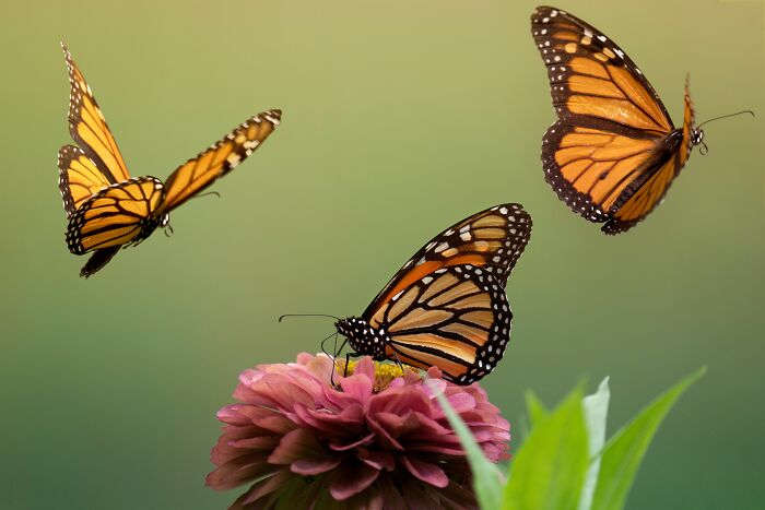 Wisconsin&rsquo;s Prison Butterfly Program Is Helping Save Monarch Butterflies, All With 20 Inmates