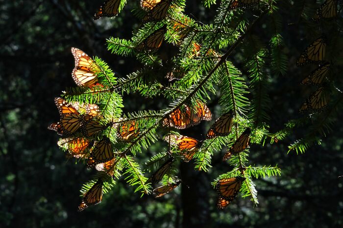 Wisconsin&rsquo;s Prison Butterfly Program Is Helping Save Monarch Butterflies, All With 20 Inmates