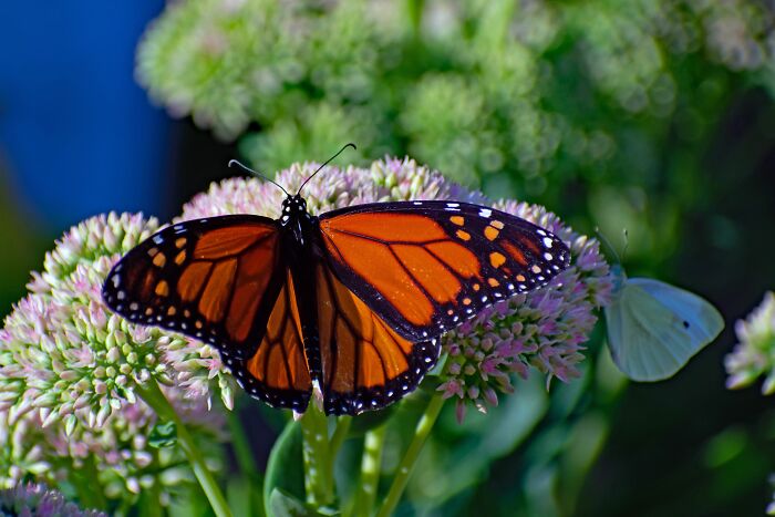 Wisconsin&rsquo;s Prison Butterfly Program Is Helping Save Monarch Butterflies, All With 20 Inmates