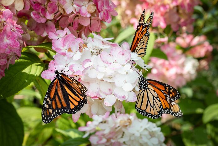 Wisconsin&rsquo;s Prison Butterfly Program Is Helping Save Monarch Butterflies, All With 20 Inmates