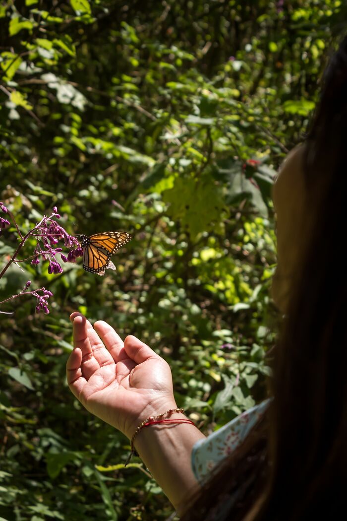 Wisconsin&rsquo;s Prison Butterfly Program Is Helping Save Monarch Butterflies, All With 20 Inmates