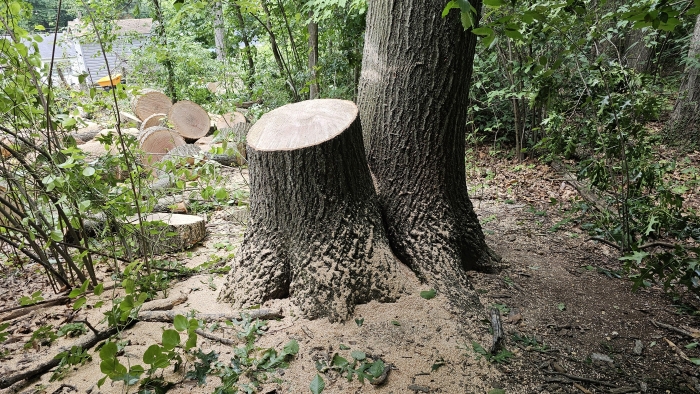 Entitled Neighbor Cuts Down Healthy 89-Year-Old Oak Without Asking, Demands To Split The $2,000 Cost