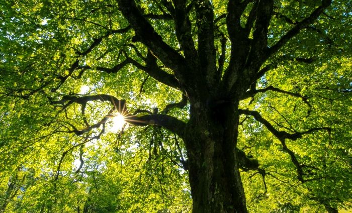 Entitled Neighbor Cuts Down Healthy 89-Year-Old Oak Without Asking, Demands To Split The $2,000 Cost
