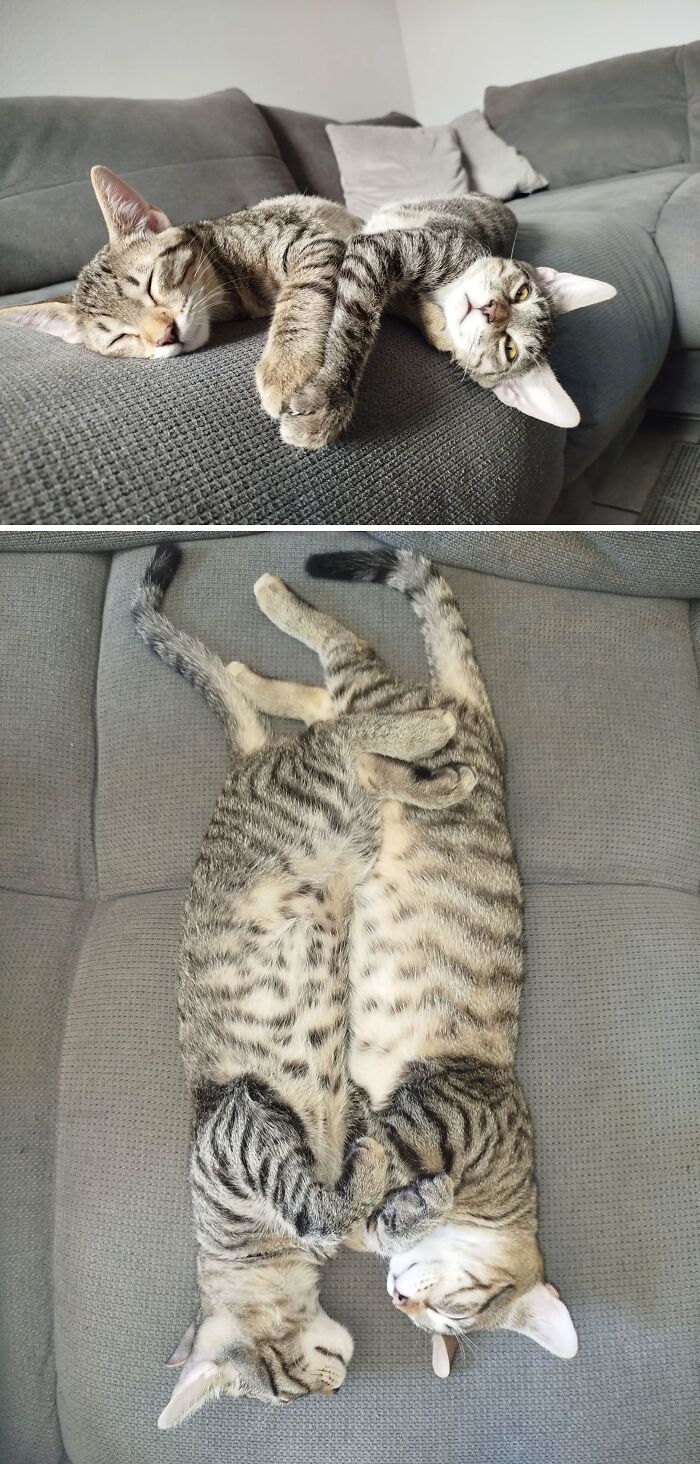 73 Cat Lovers Shared Their Pets&rsquo; Most Ridiculous Positions In This Viral Threads Thread
