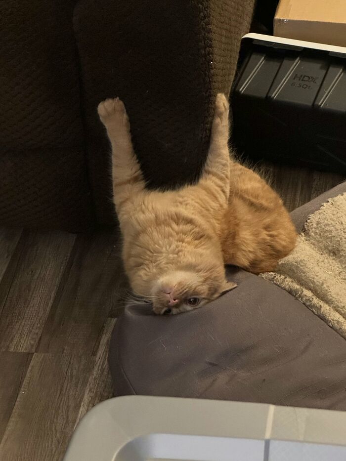 73 Cat Lovers Shared Their Pets&rsquo; Most Ridiculous Positions In This Viral Threads Thread