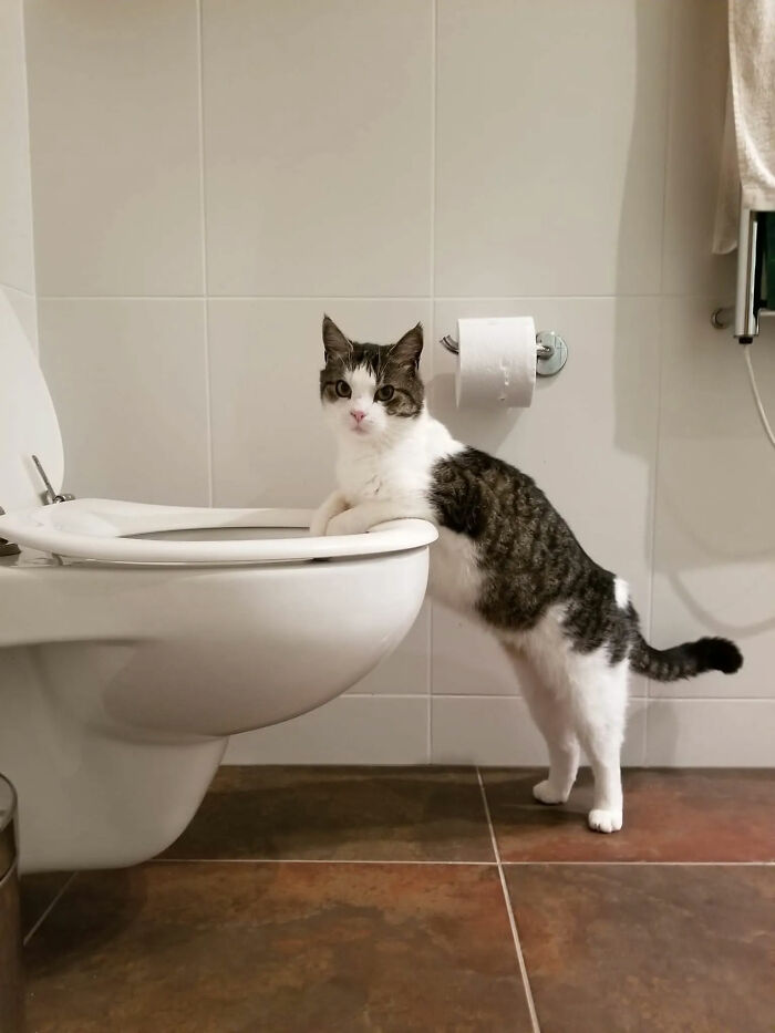 73 Cat Lovers Shared Their Pets&rsquo; Most Ridiculous Positions In This Viral Threads Thread