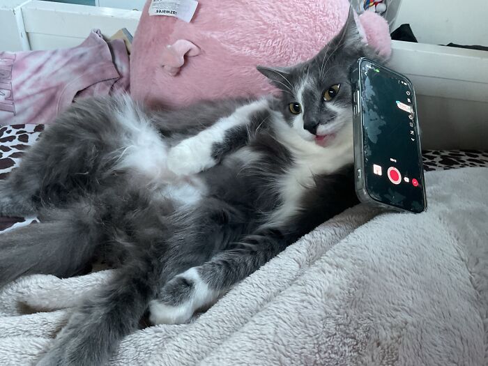 73 Cat Lovers Shared Their Pets&rsquo; Most Ridiculous Positions In This Viral Threads Thread