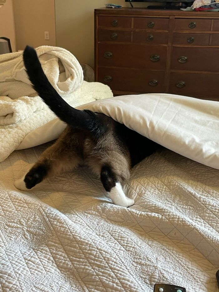 73 Cat Lovers Shared Their Pets&rsquo; Most Ridiculous Positions In This Viral Threads Thread