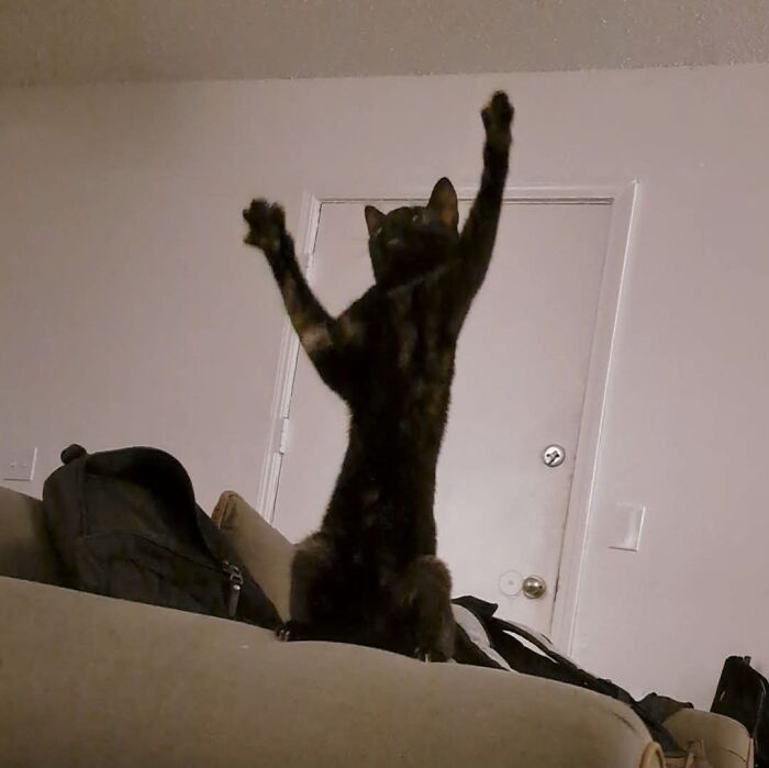 73 Cat Lovers Shared Their Pets&rsquo; Most Ridiculous Positions In This Viral Threads Thread