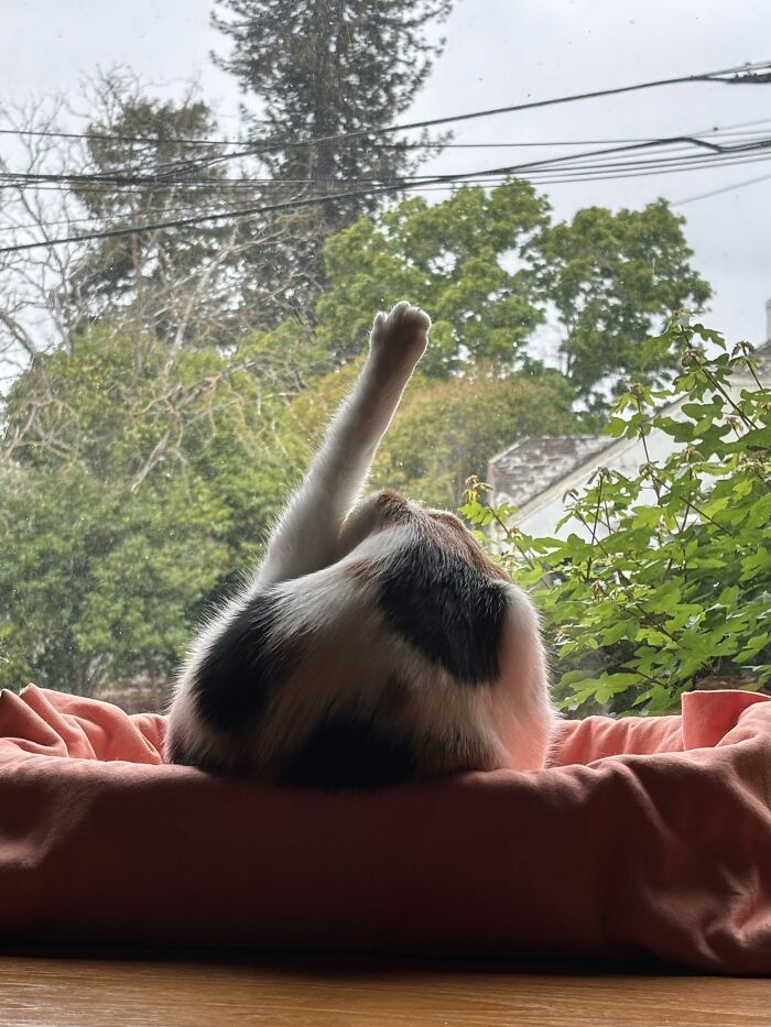 73 Cat Lovers Shared Their Pets&rsquo; Most Ridiculous Positions In This Viral Threads Thread