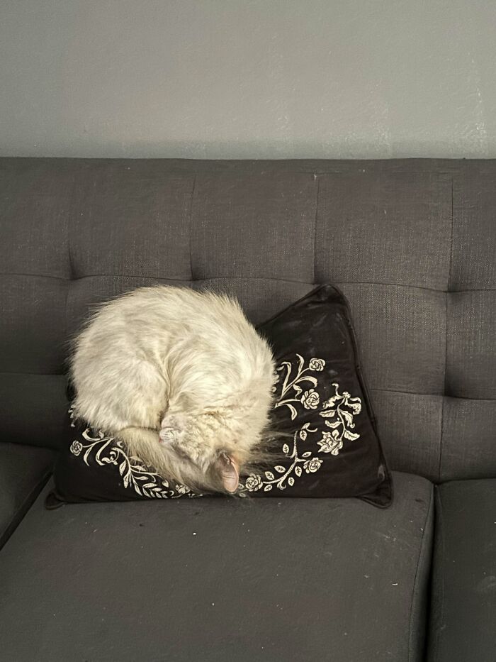 73 Cat Lovers Shared Their Pets&rsquo; Most Ridiculous Positions In This Viral Threads Thread