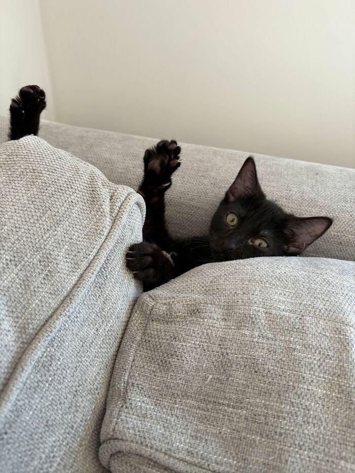 73 Cat Lovers Shared Their Pets&rsquo; Most Ridiculous Positions In This Viral Threads Thread