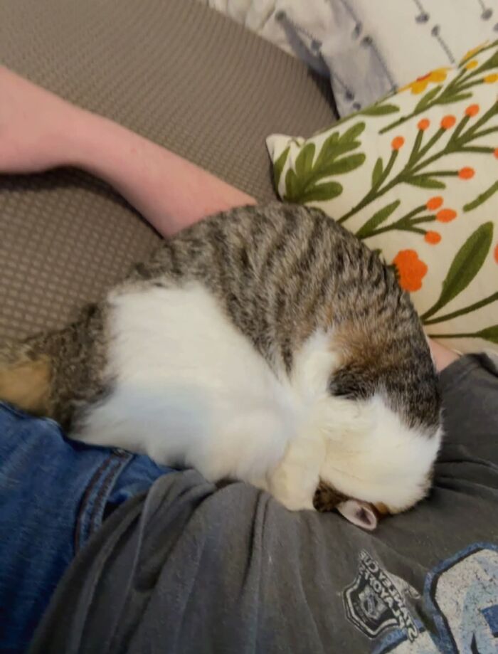 73 Cat Lovers Shared Their Pets&rsquo; Most Ridiculous Positions In This Viral Threads Thread