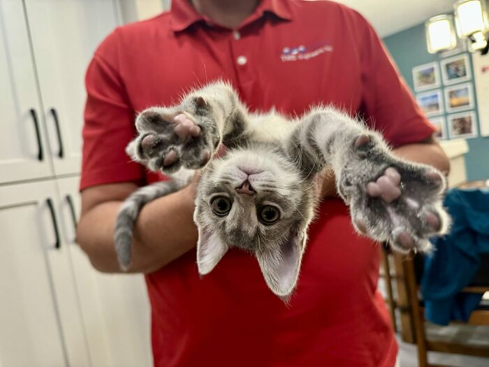 73 Cat Lovers Shared Their Pets&rsquo; Most Ridiculous Positions In This Viral Threads Thread